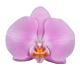 گل ارکیده فالانوپسیس کولومبو